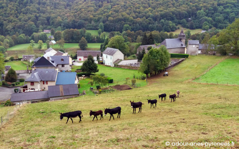 Adour d'ânes