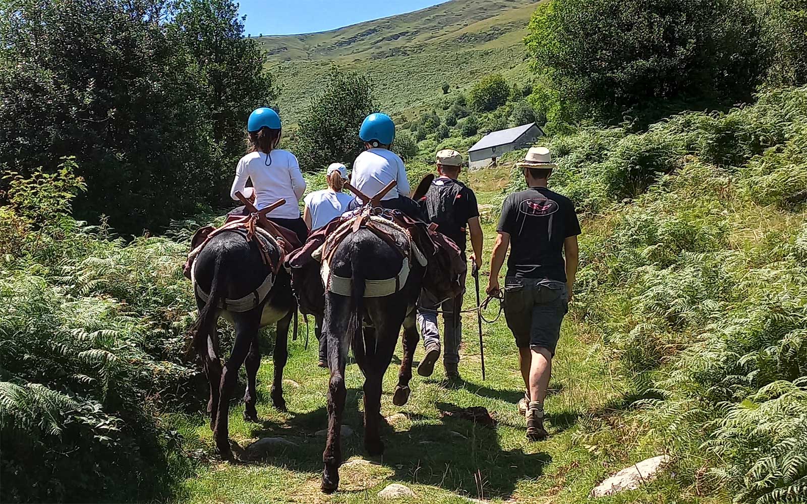 Handigîte avec Adour Ânes Pyrénées